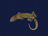 藏品(蝎虎)的圖片